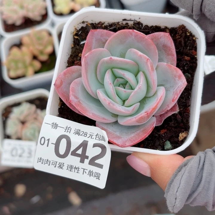 布鲁蓝无盆土发货多肉多