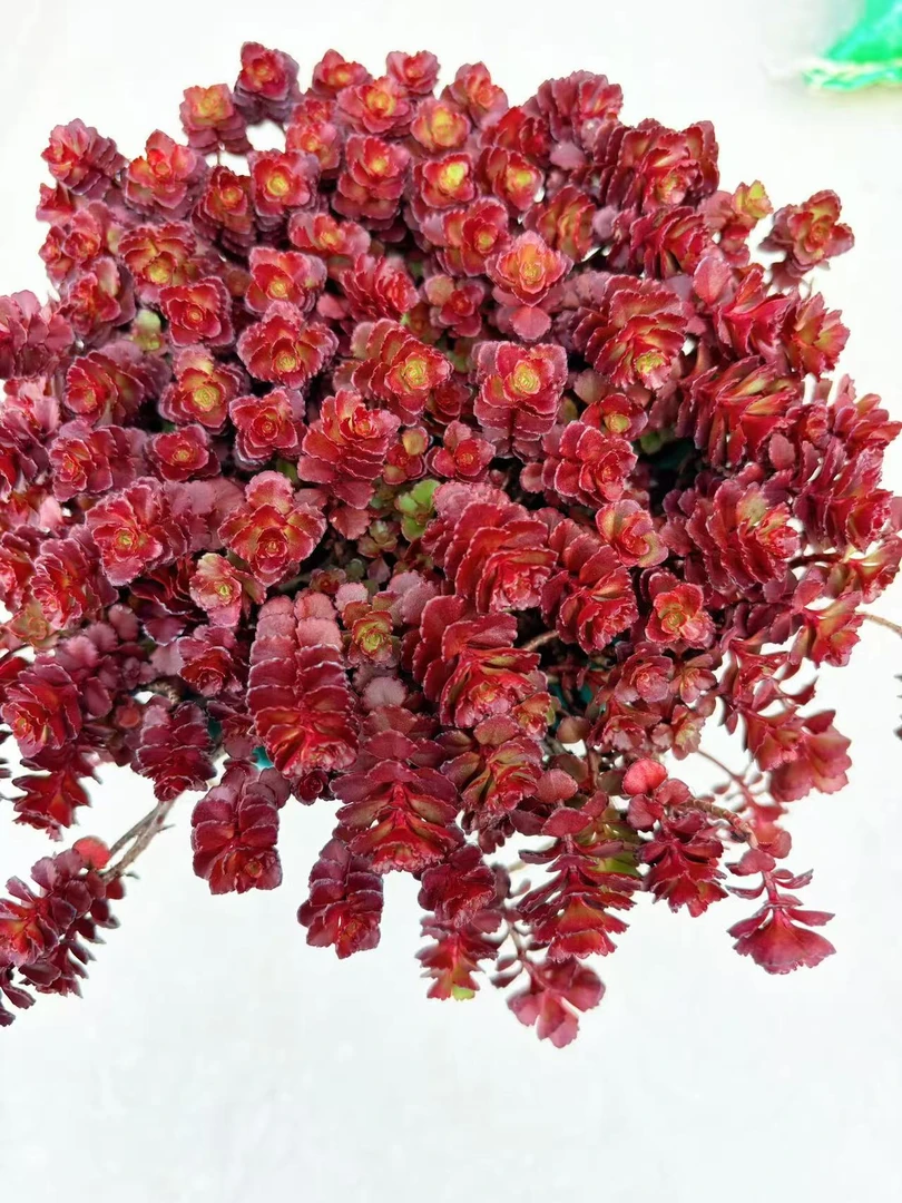 【小球玫瑰】带盆土 室内好养四季绿植可水培可土栽喜乐多肉