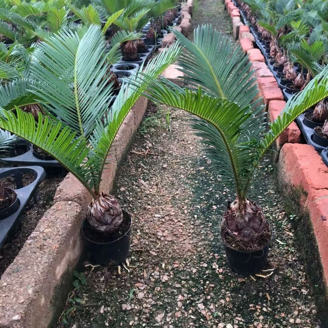 正宗苏铁耐寒室内外阳台水培乔迁开业水培植物送礼庭院盆栽绿植