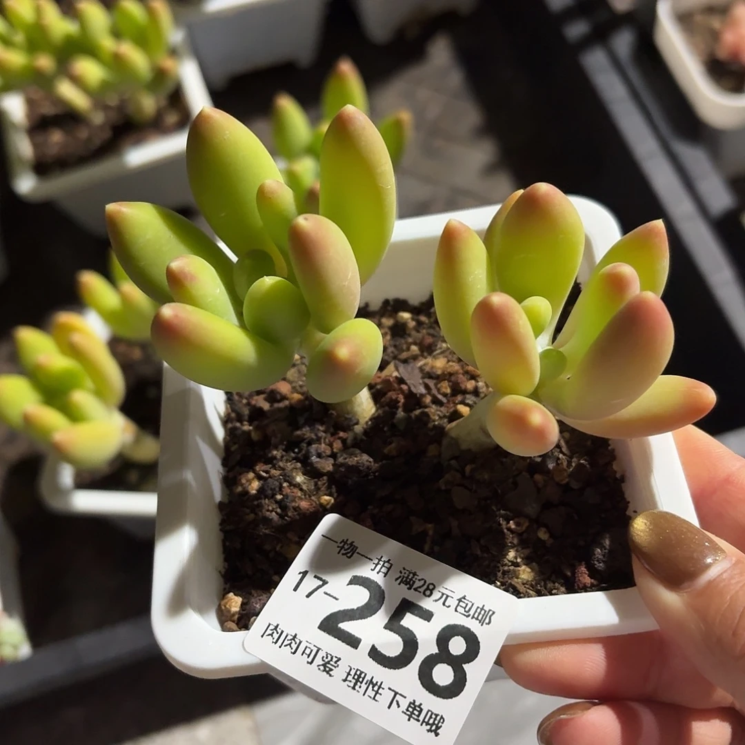 芒果奶无盆土发货无