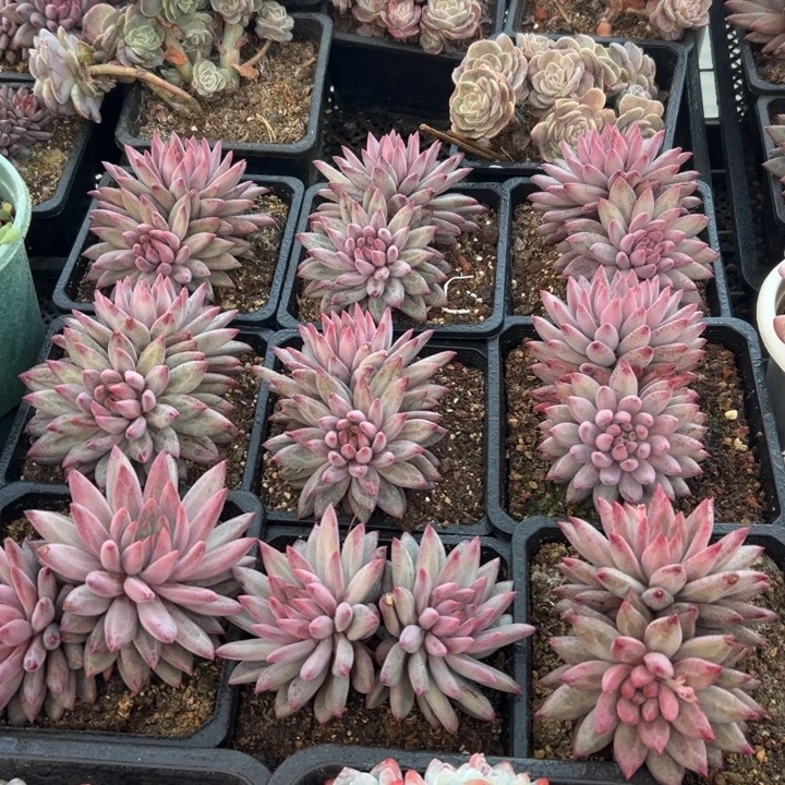 精品多肉植物老桩随机发一棵钻石羽毛体虞美人
