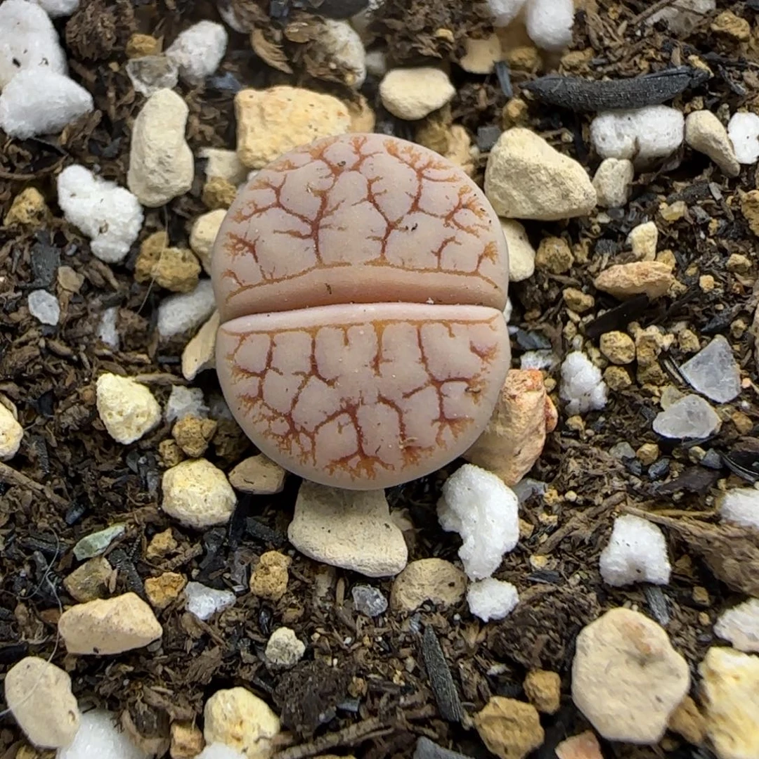 443 生石花大棚直播