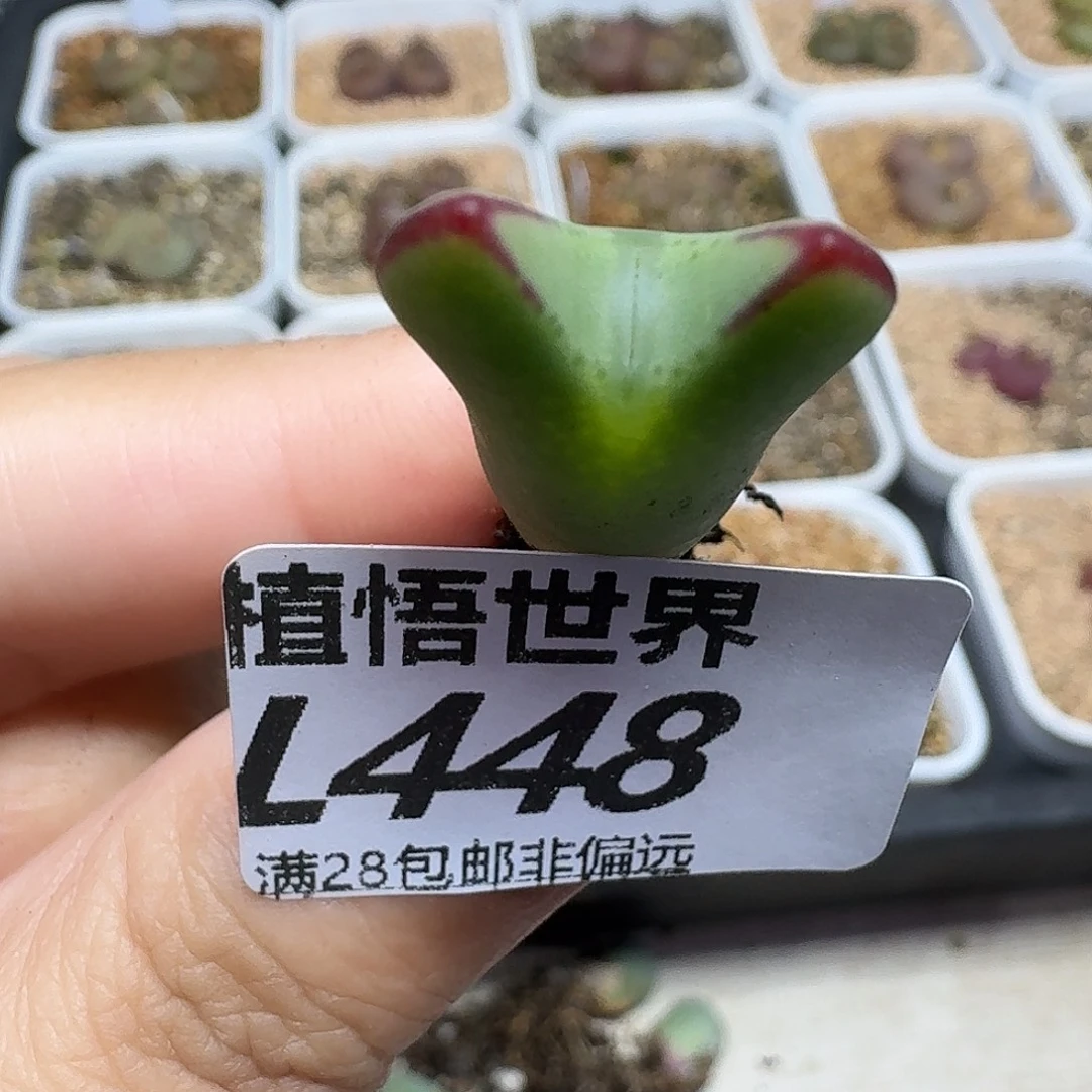 多肉植物的人生fgh