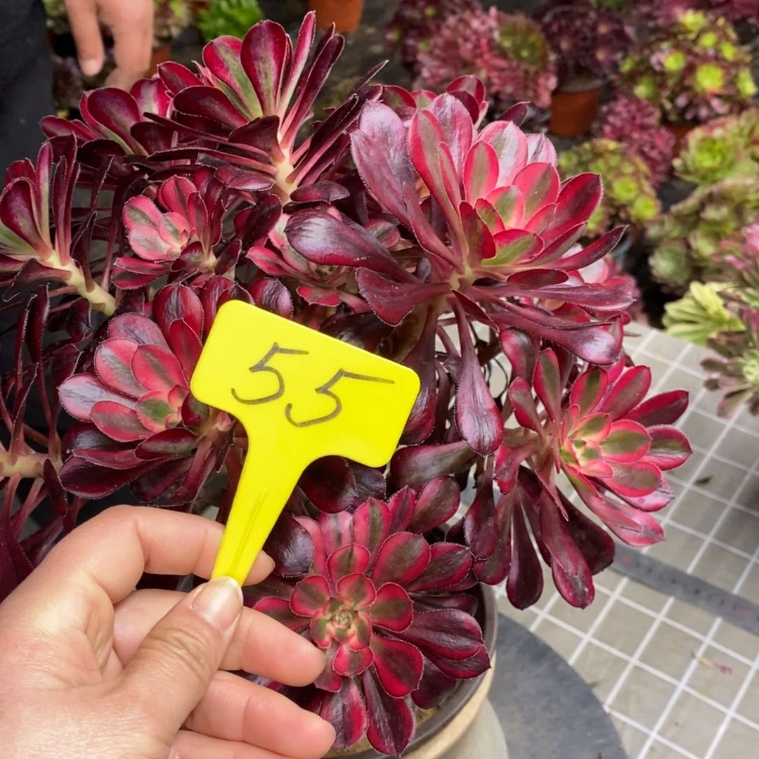 红陶浅*55香奈儿一物一拍