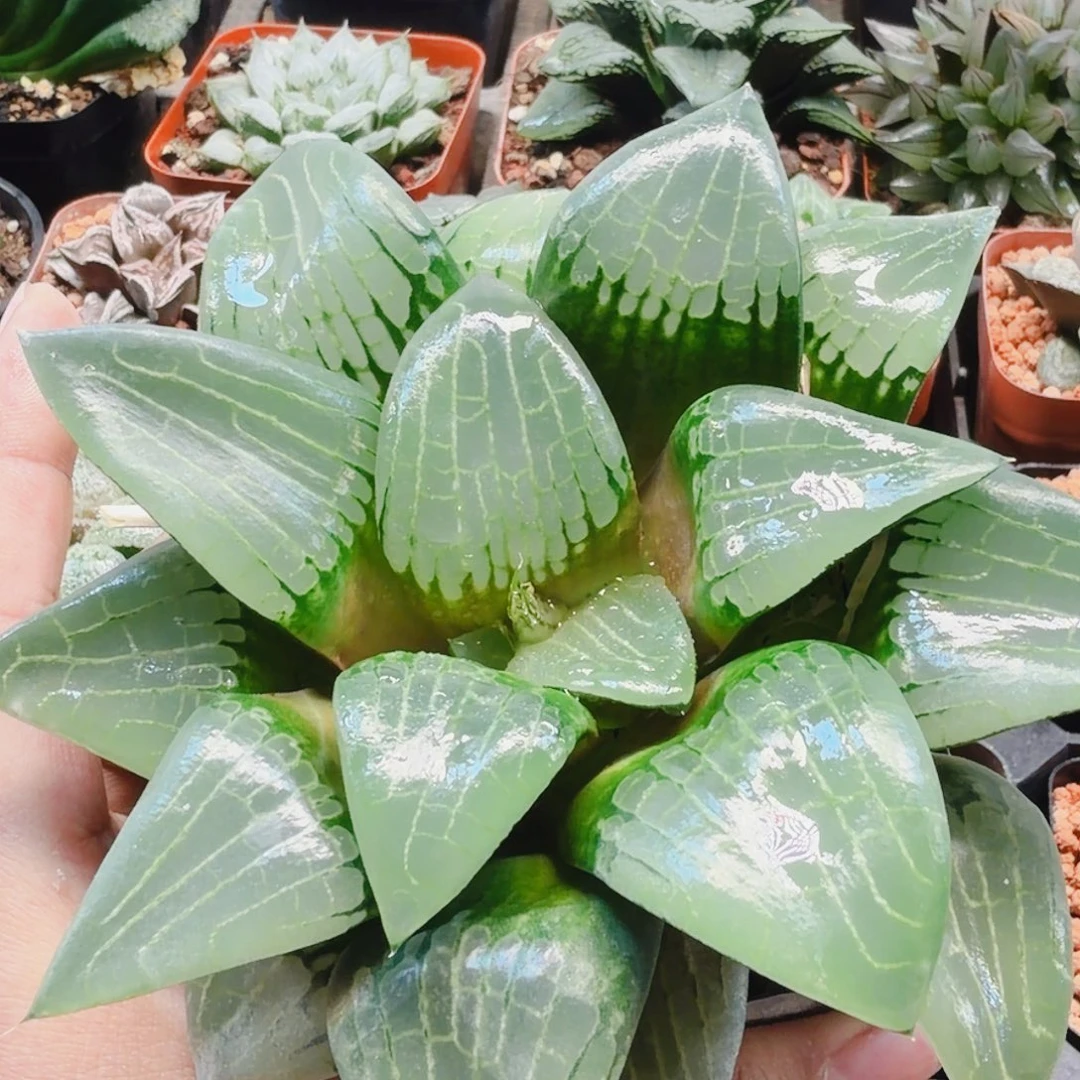 无花朵十二卷阿房宫母本