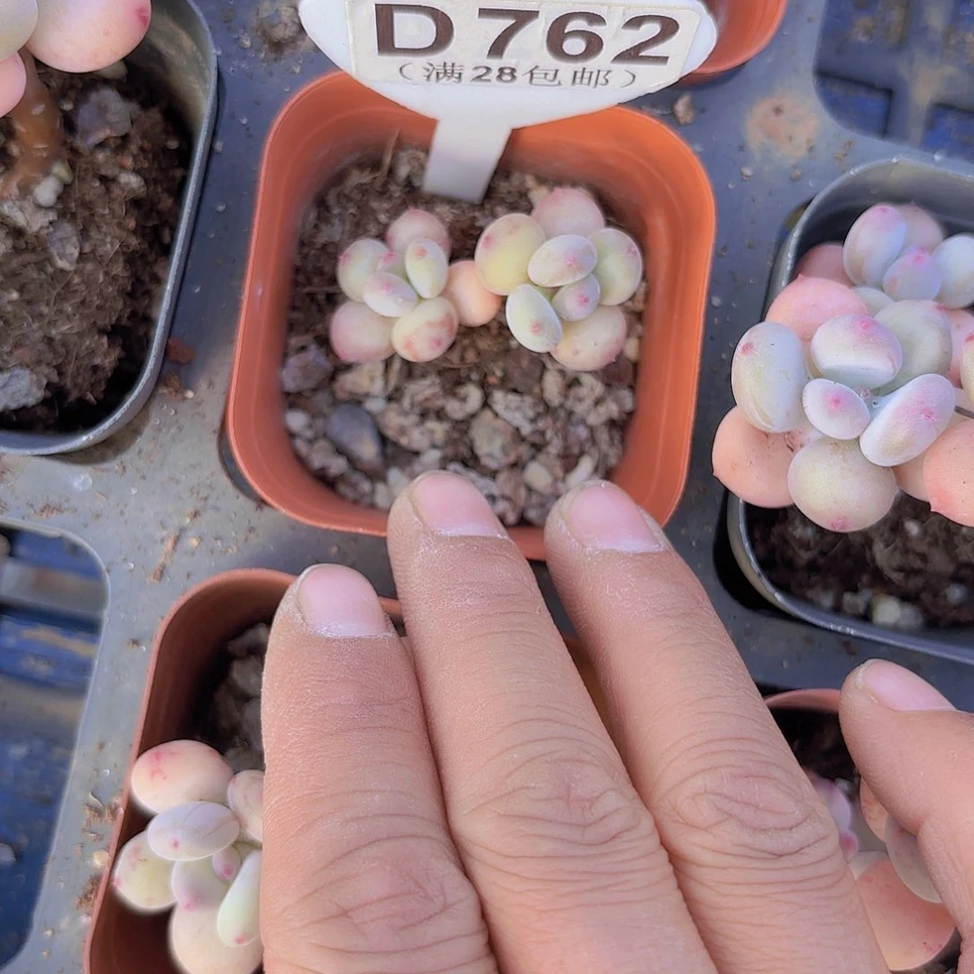 D762萤火虫一物一拍