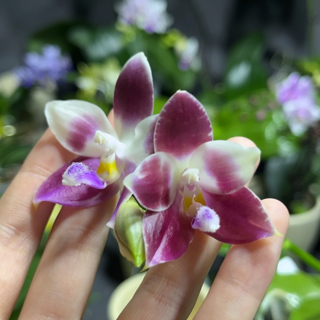 完全开放2.5寸咖啡盾交蓝孔雀开花株