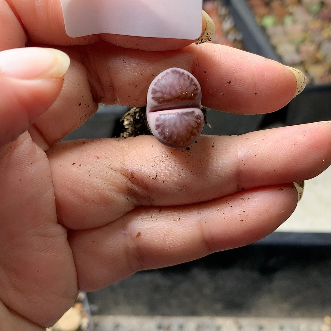 糖*H33多肉植物保护