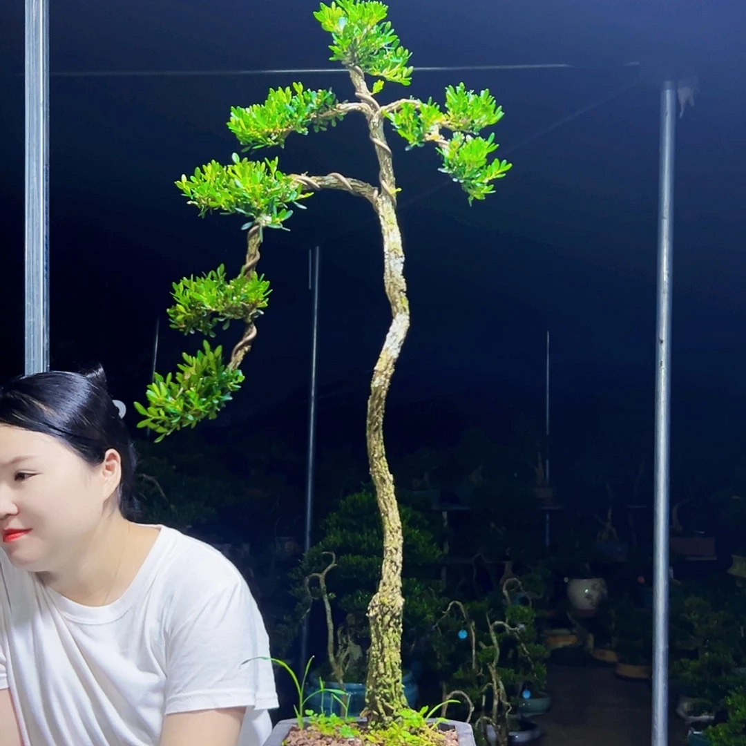 无花朵黄杨木