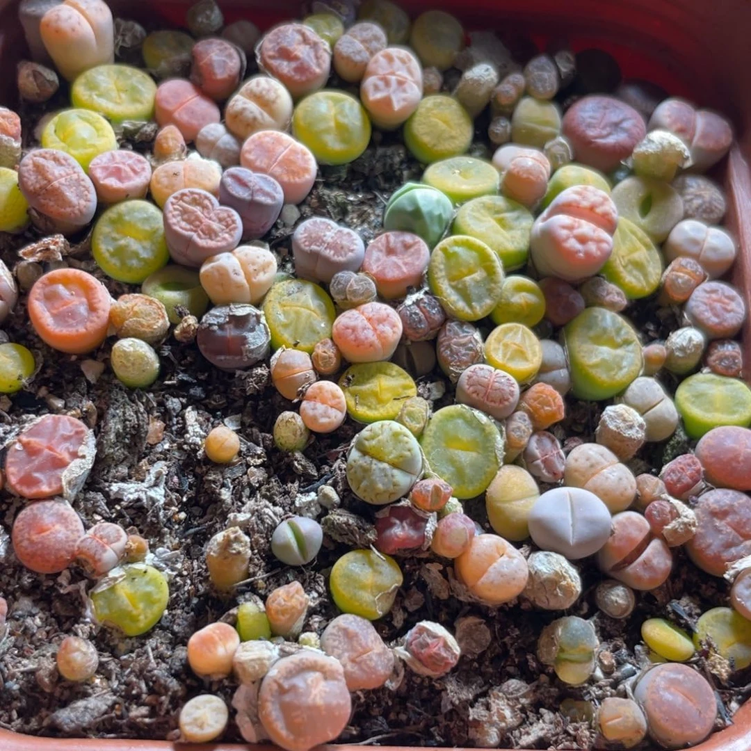 混合生石花100颗随机发