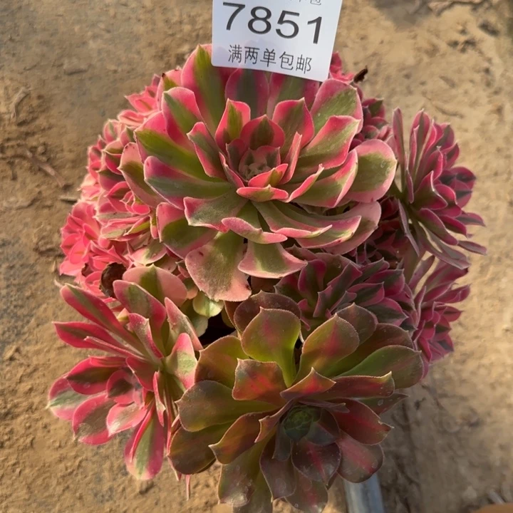 7851女巫多肉植物