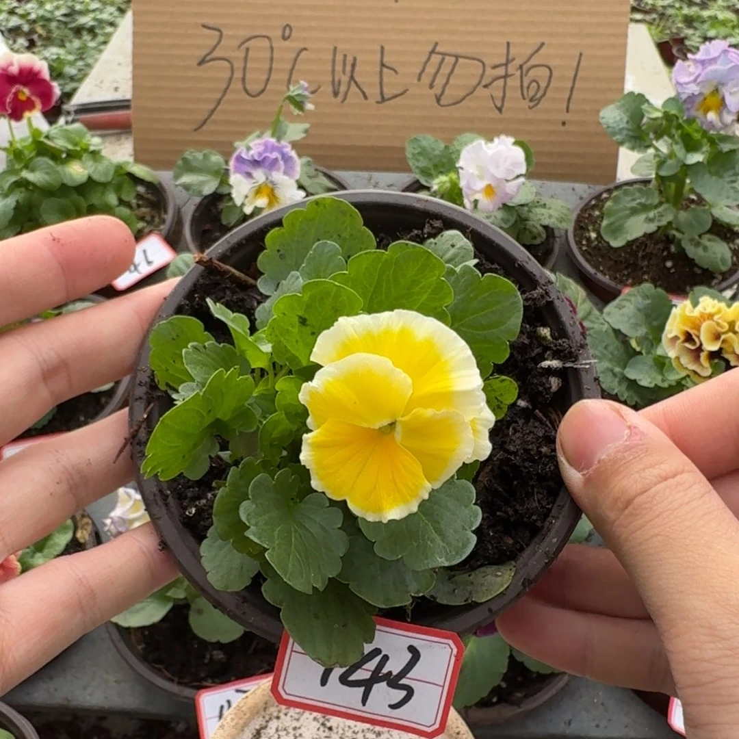 大部分花苞少量开放143