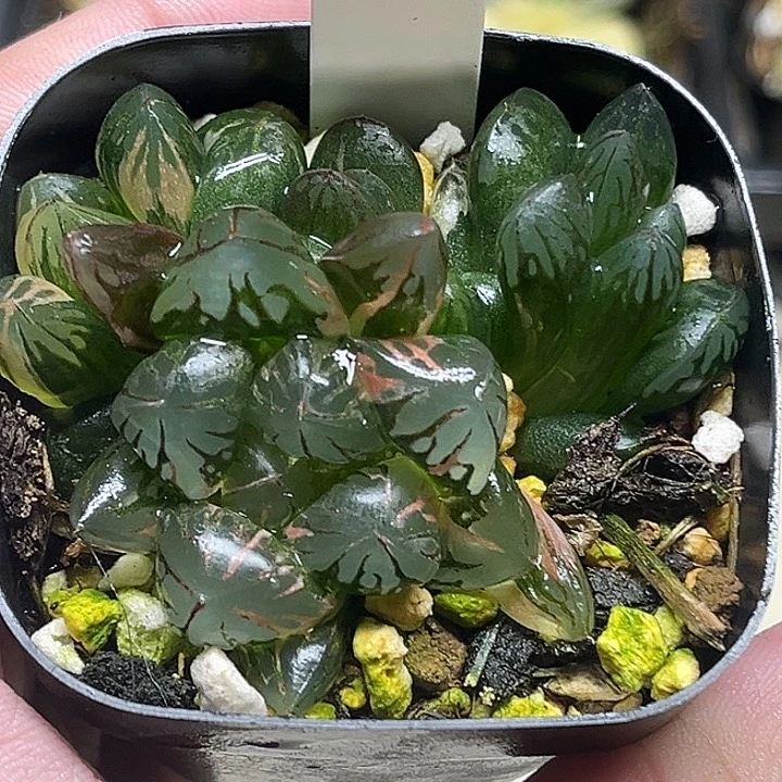 317多头红太阳玉露锦