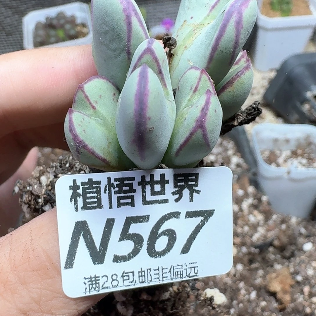 多肉植物的润泽cv