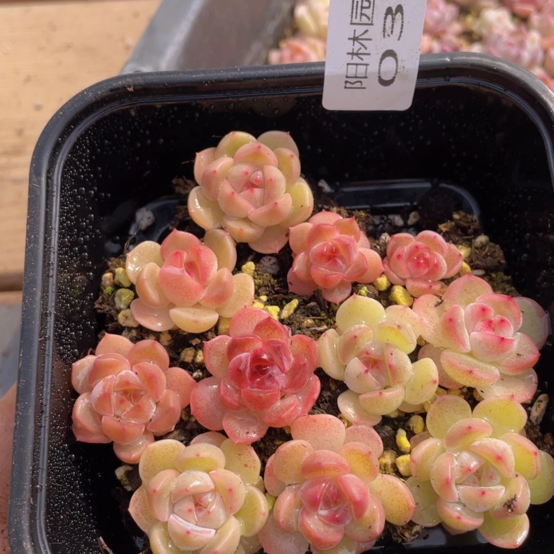 多肉植物多肉植物36