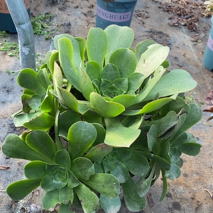 香炉盘多肉植物29。