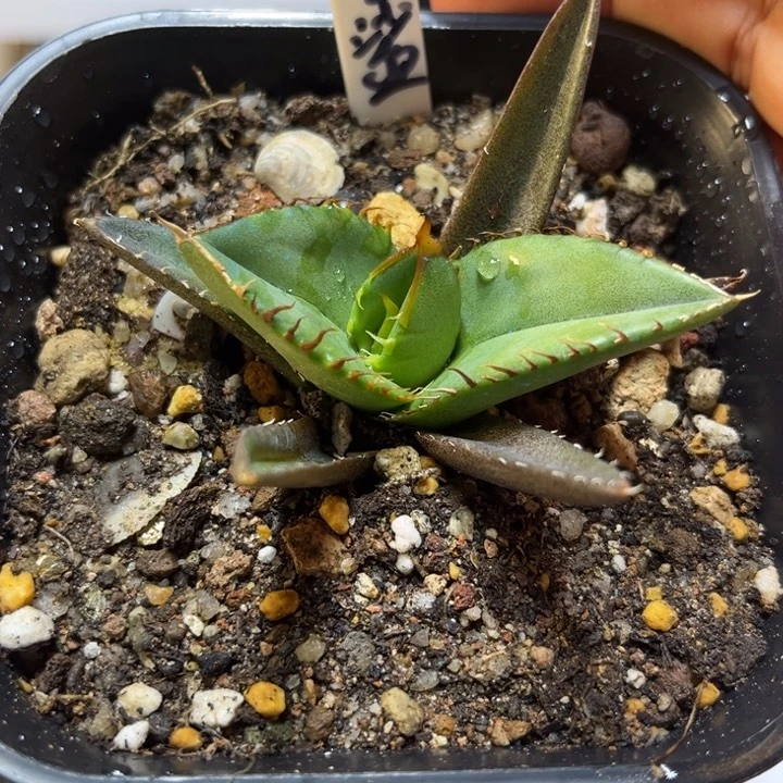 流*大白鲨龙舌兰植物