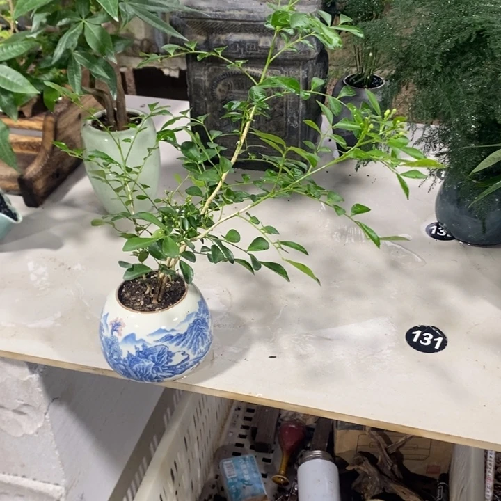 刹***英无花朵退款拉黑拉黑52