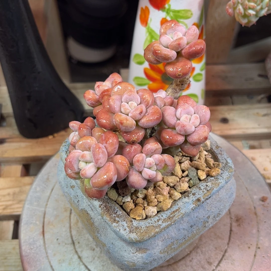 洛神多肉植物rucihen