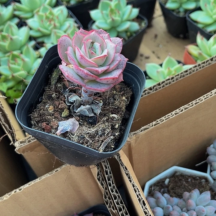 克罗地亚玫瑰带盆土发