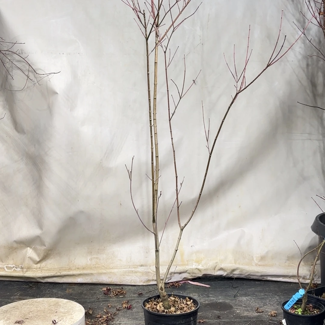 无花朵日本枫树约旦