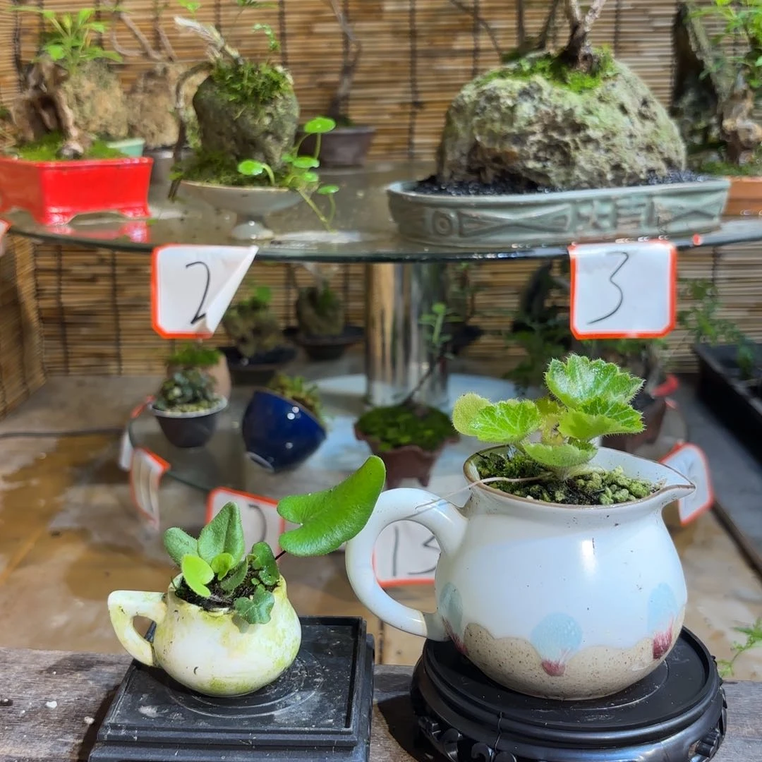 无花朵【**】退款拉黑一物一拍40