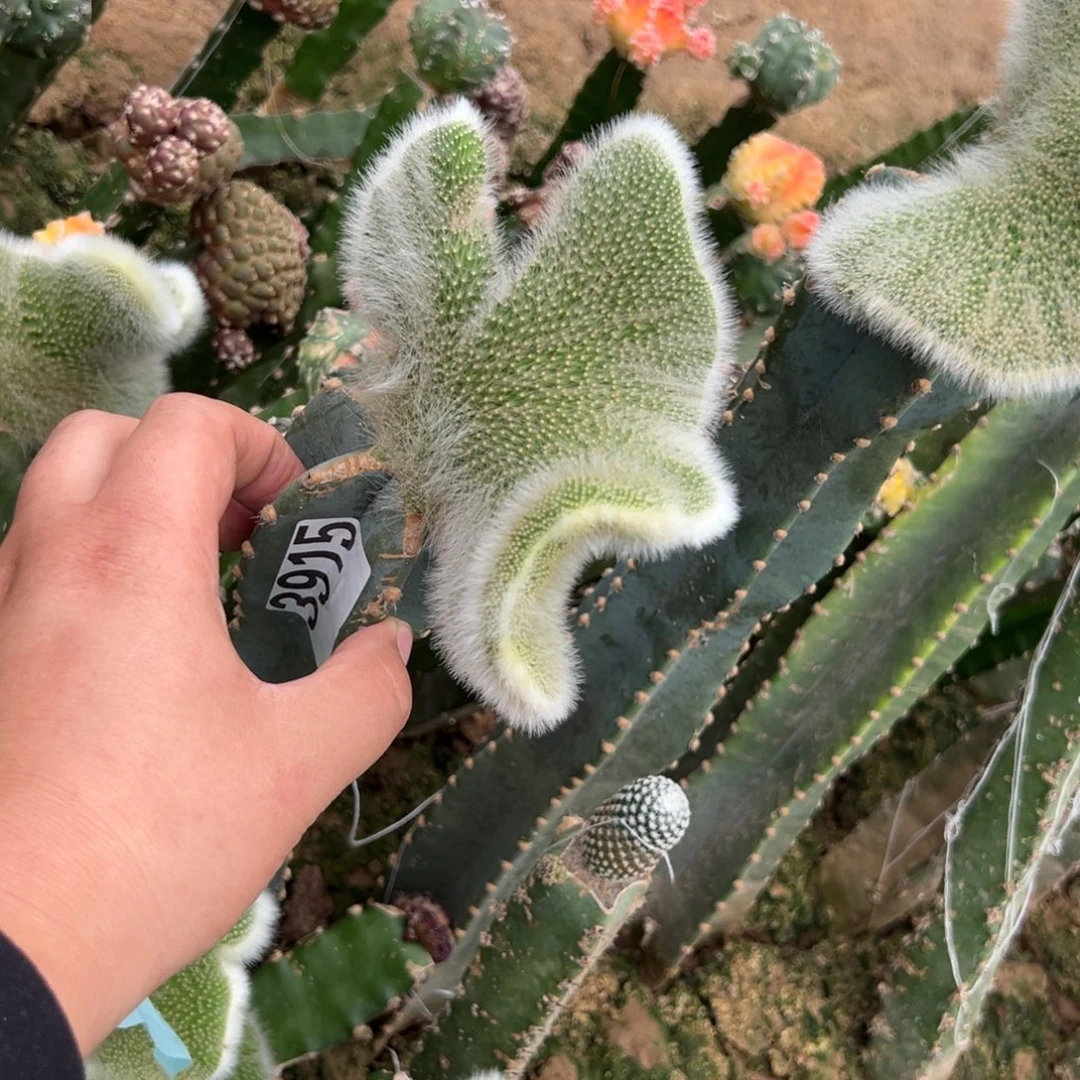 夏***末九尾狐仙人球3915号