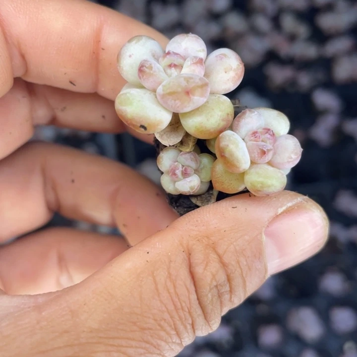 阳光玫瑰发2颗满18包邮