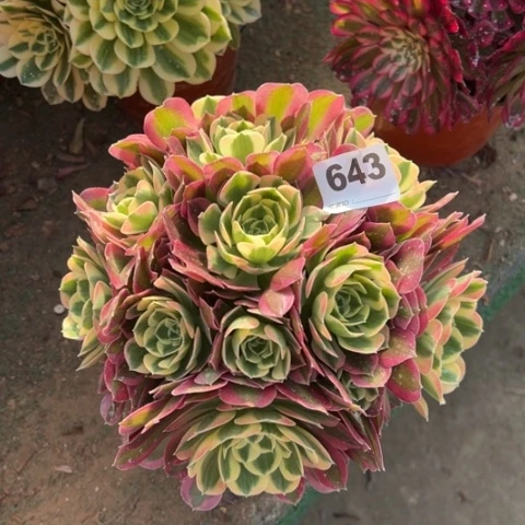 643白凤朵朵多肉，