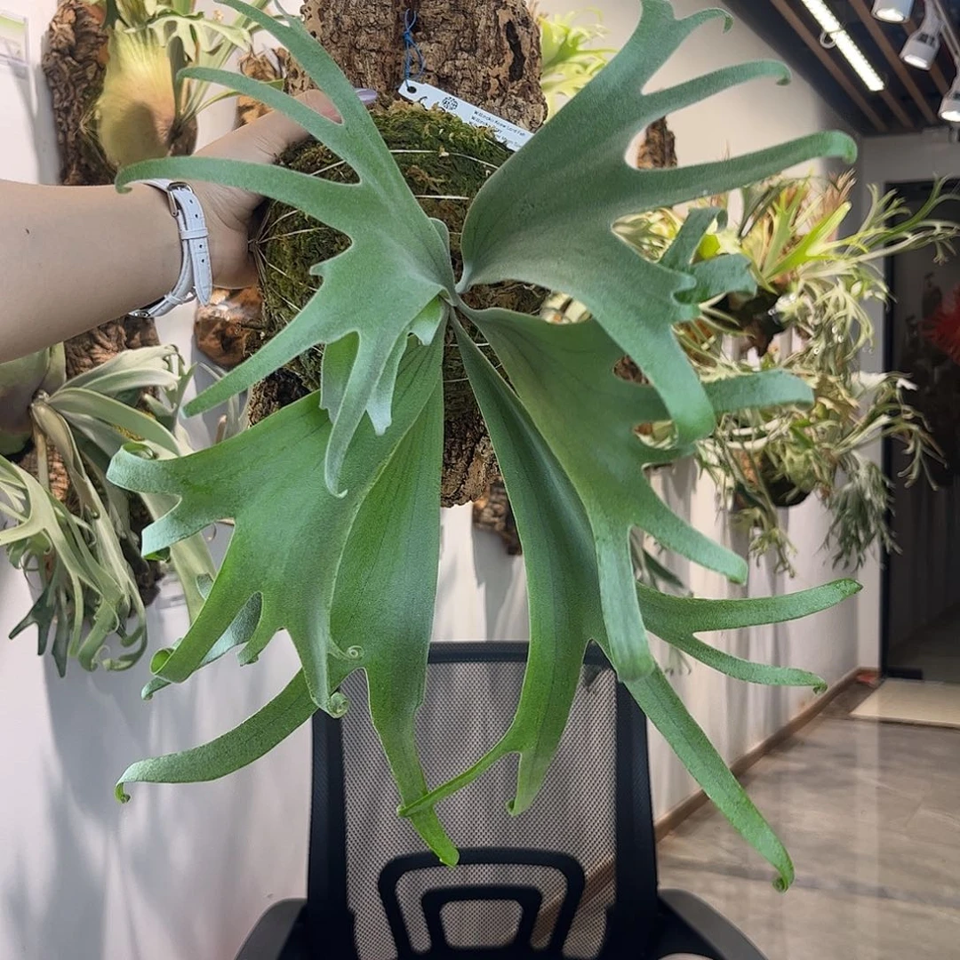 不开花植物tk 三混