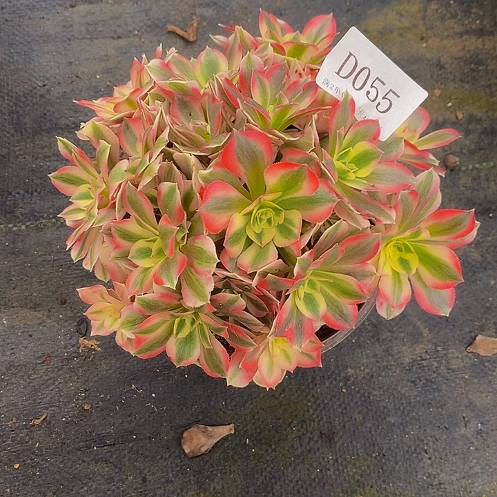 055粉女巫多肉法师锦