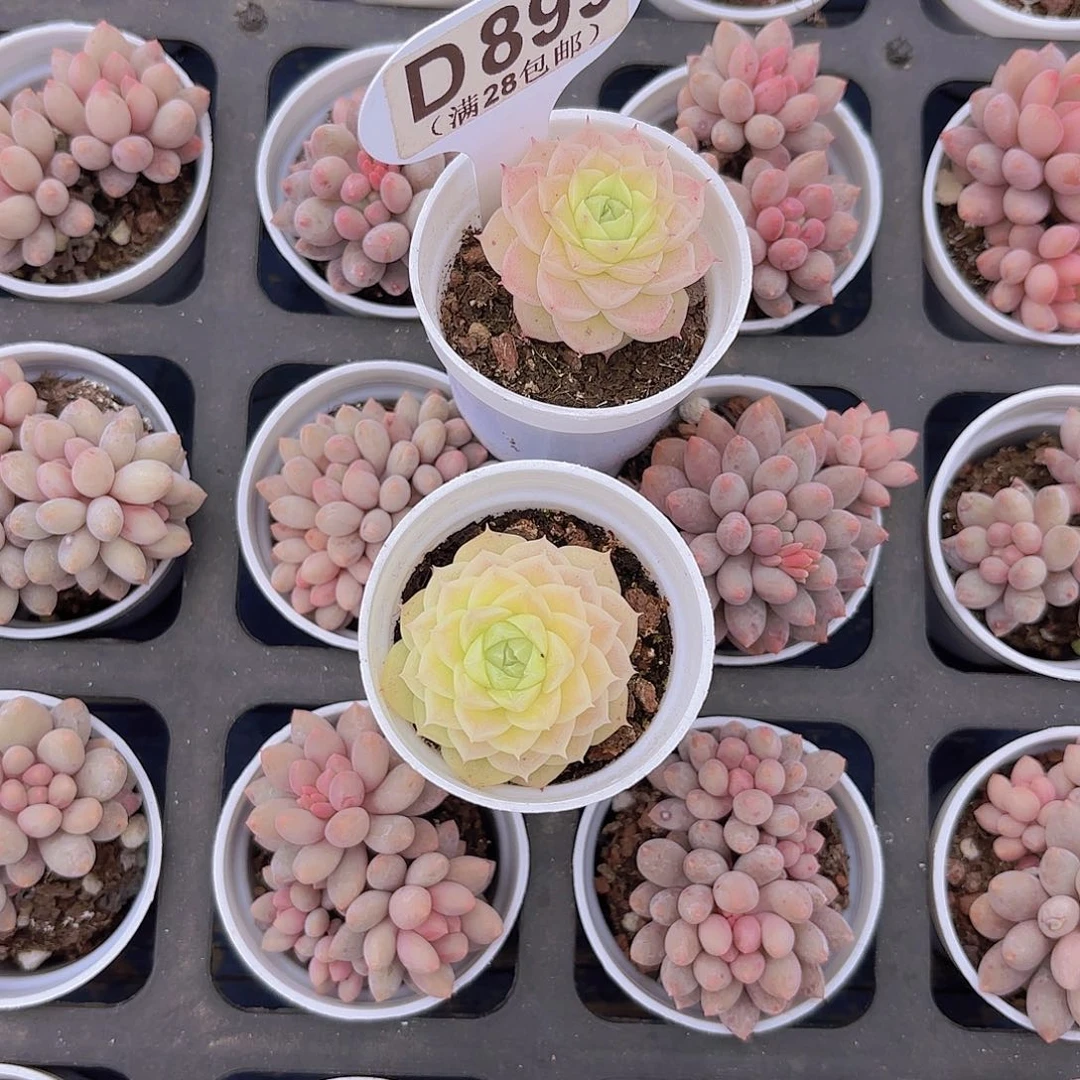 梦**境D899两颗麦秆一物一拍