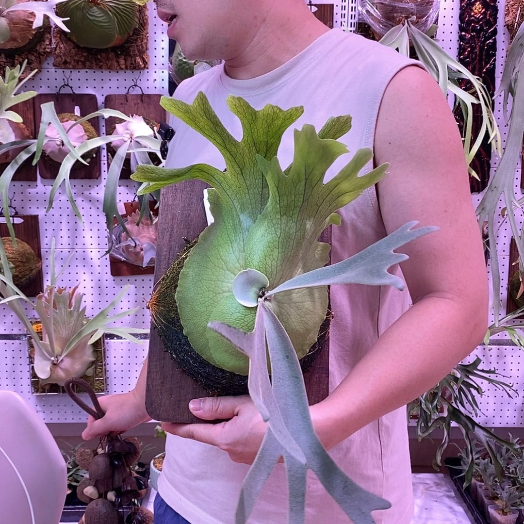 无花朵返祖鹿角蕨板植物