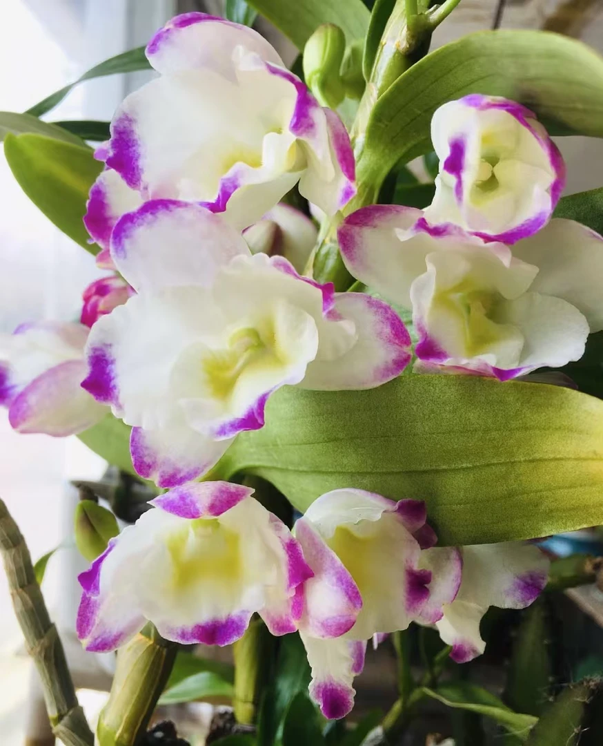 甜心公主（中盆）  春石斛粉紫爆花好养花期长