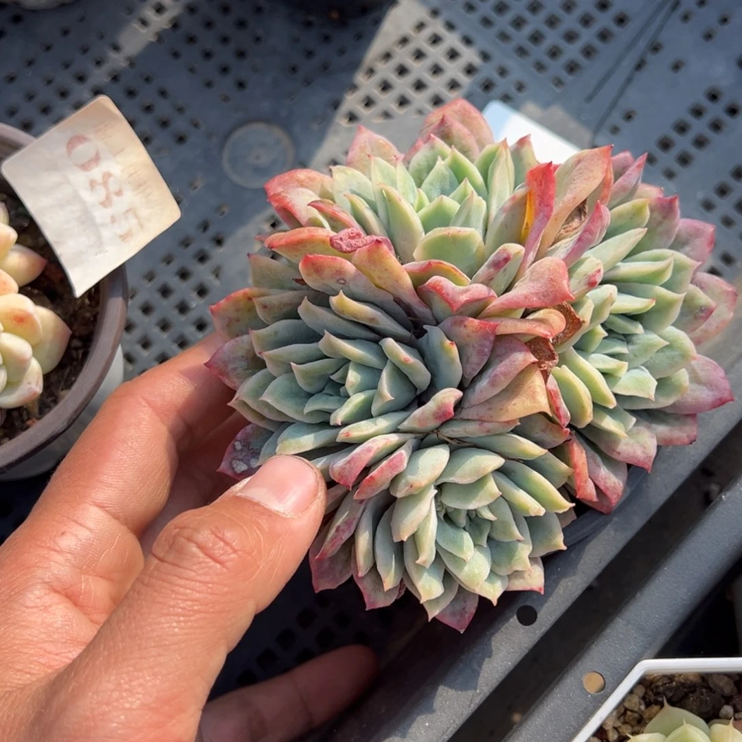 泡泡纱四头量拍多肉满9.9包邮下午发
