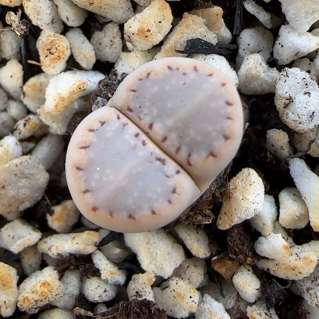 11.20. 1621.6糖霜饼干.9072