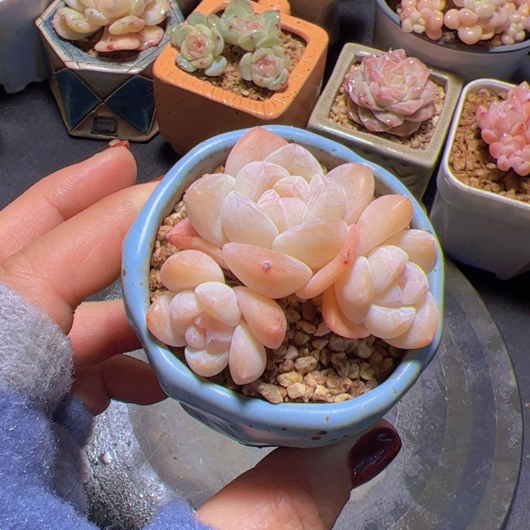 格*奶油冰玉,多肉植物