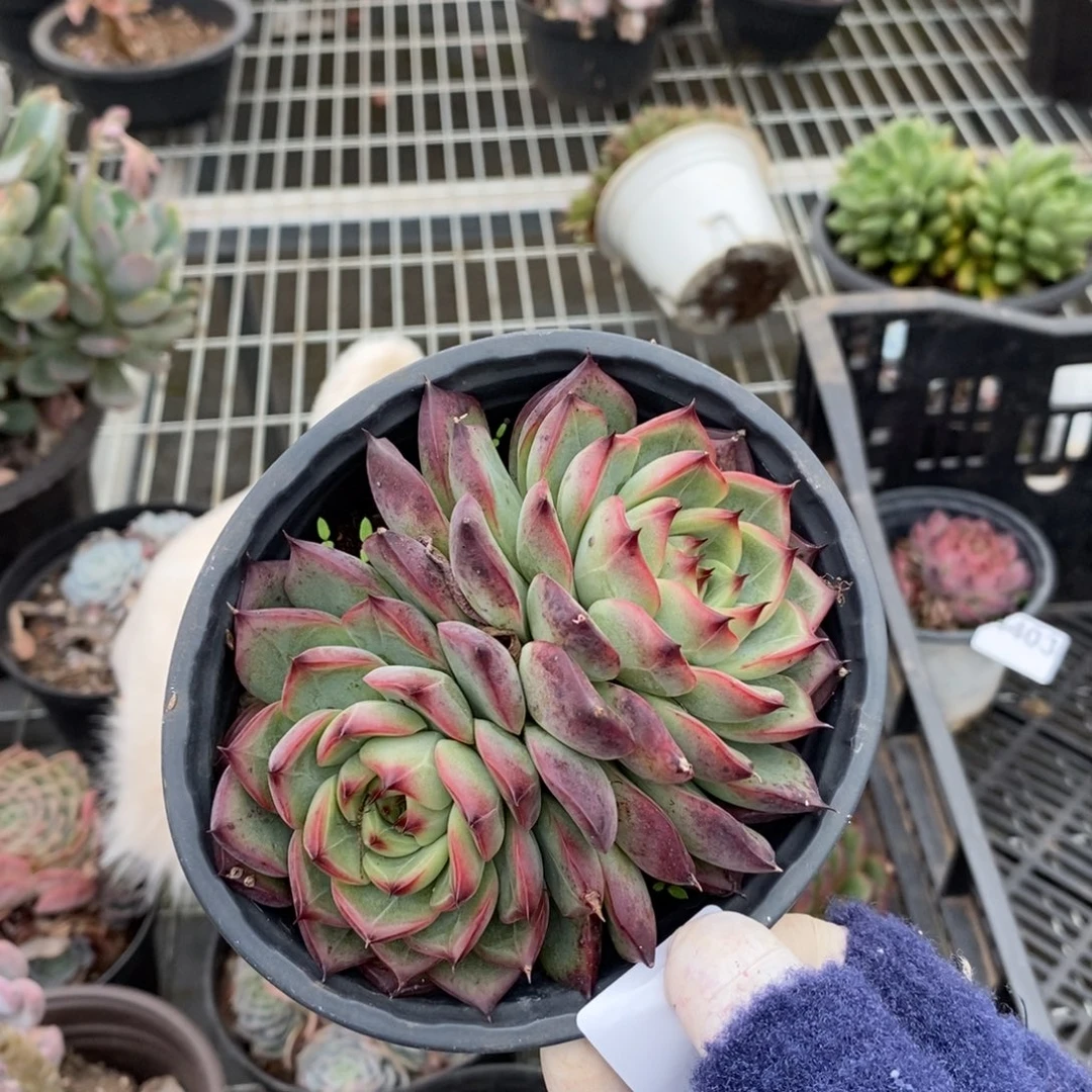 4404不知名一物一拍