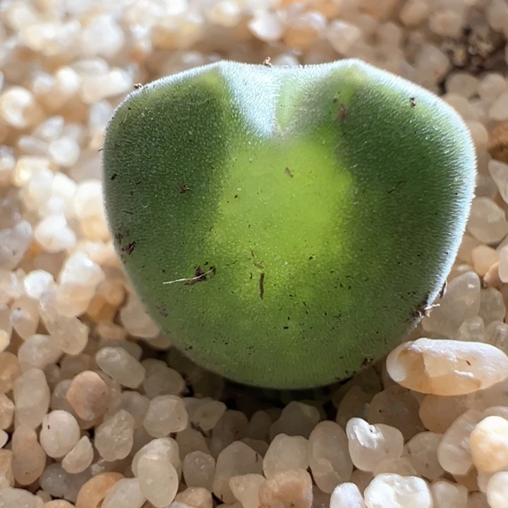 435。短短耳大大眼两年空蝉