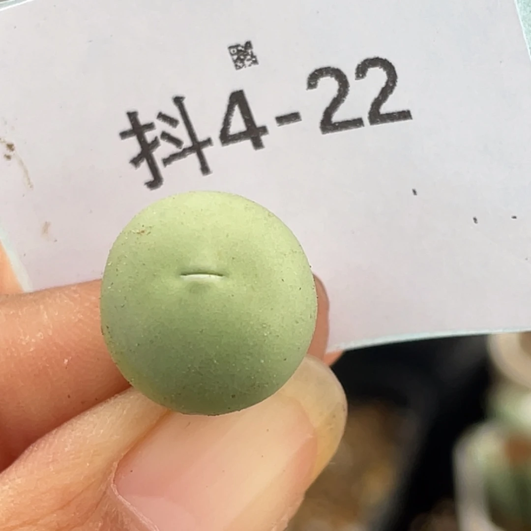 4-22鸽子蛋多肉植物