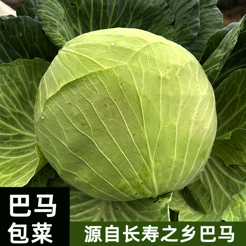 广西巴马包菜卷心菜8斤农家散户自种新鲜现摘现发甘蓝新鲜蔬菜