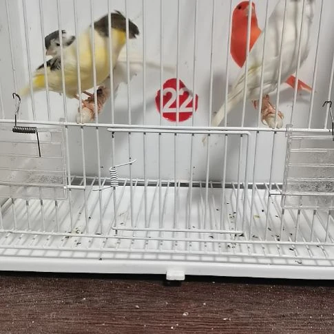 《***活虎皮鹦鹉黄花小格公一只