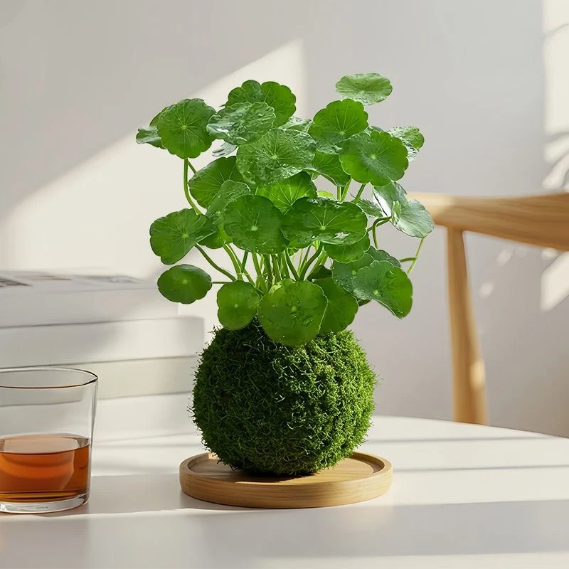 铜钱草苔藓球水培好养室内招财植物桌面小盆栽办公室茶几桌面绿植