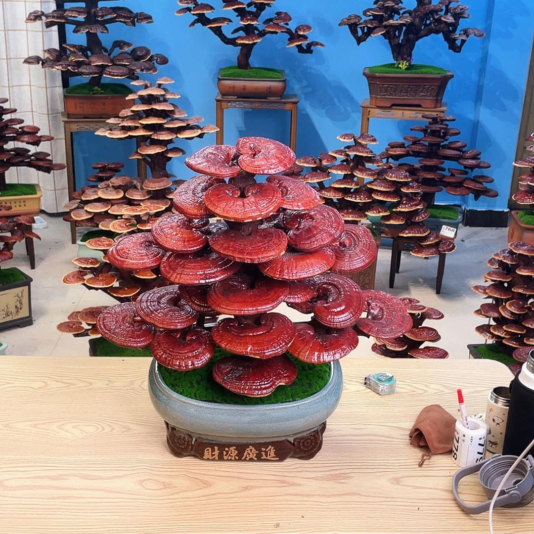 灵芝盆景8888888888