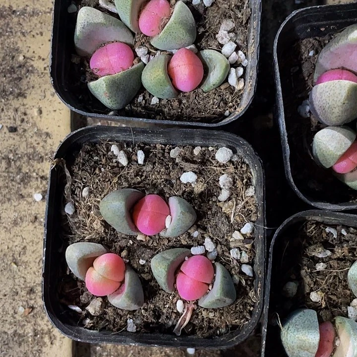 粉色元宝6.8带哦土多肉