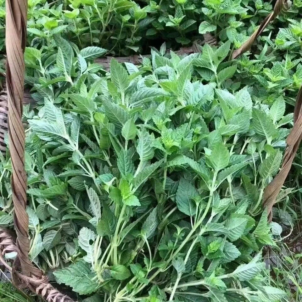江西仙人草农家肥种植新鲜凉粉草现摘发货优质绿凉粉草原材料
