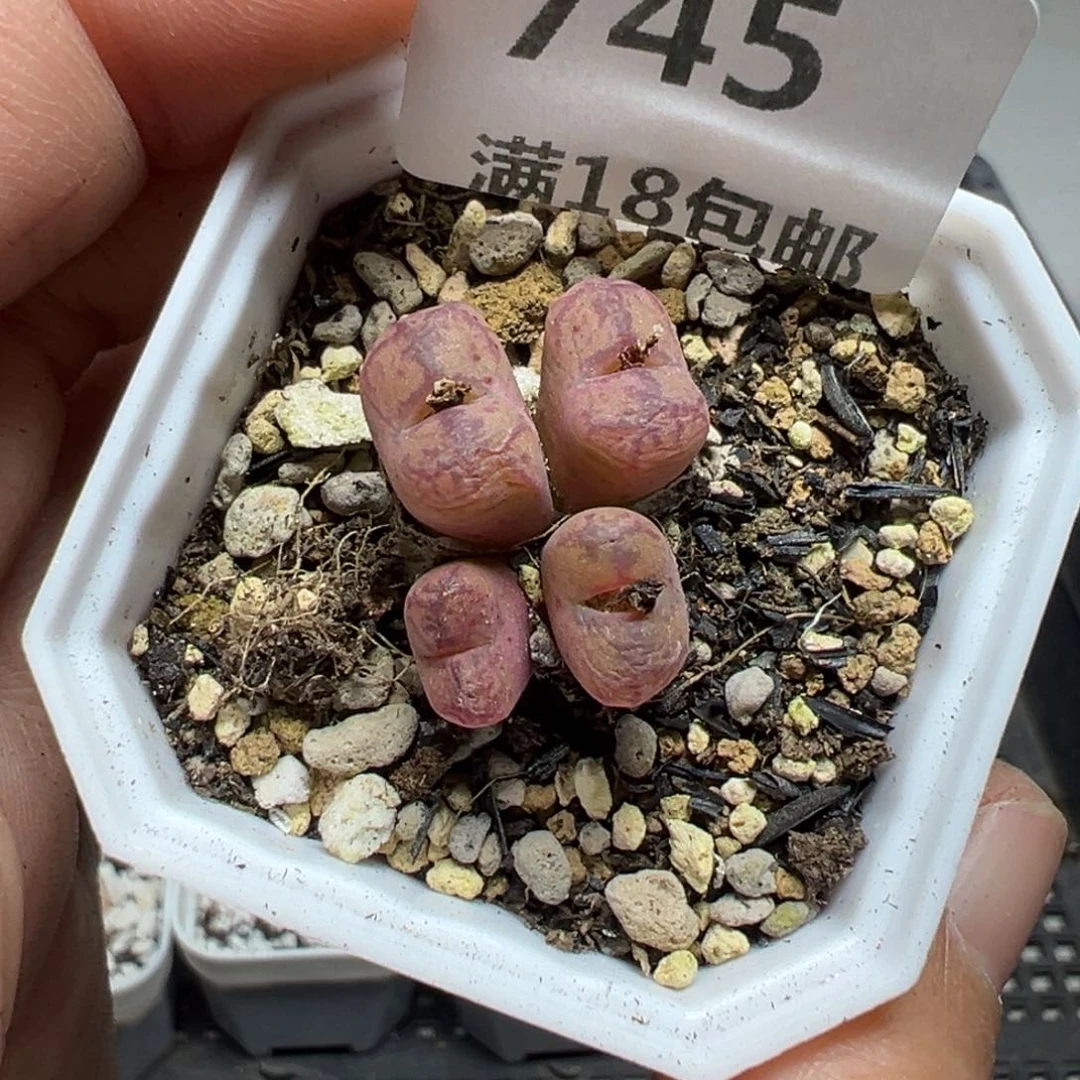 【闪购商品】745……