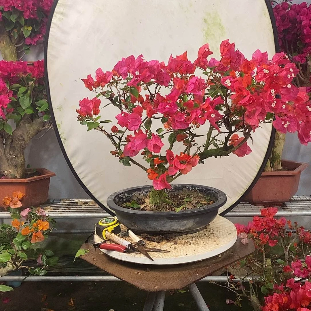 塑料噜**啦四季同安红