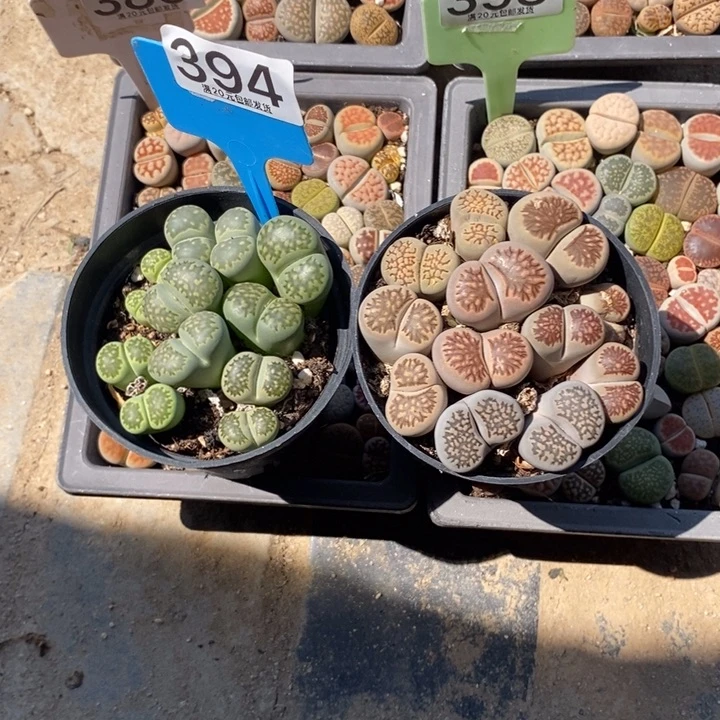 ꧁***꧂生石花等植物的生长394