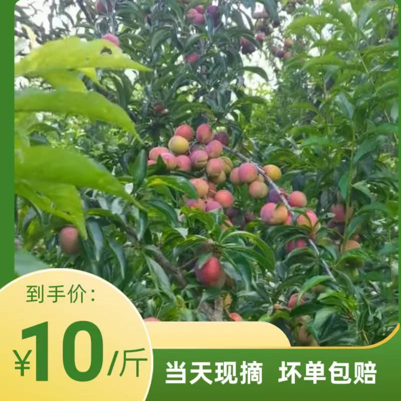 乐业自家果园牛心李